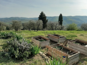 Ancora del Chianti